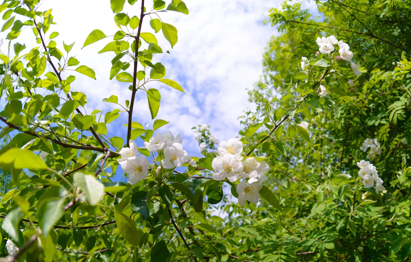 Photo wallpaper flowers, spring, ., party