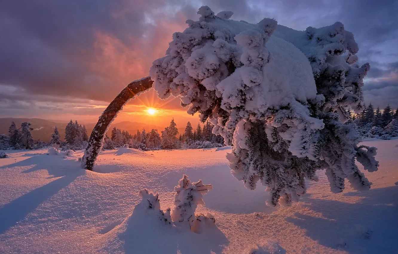 Photo wallpaper winter, the sun, snow, sunset, tree, beauty