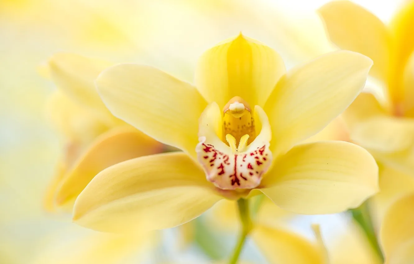 Photo wallpaper macro, yellow, Orchid