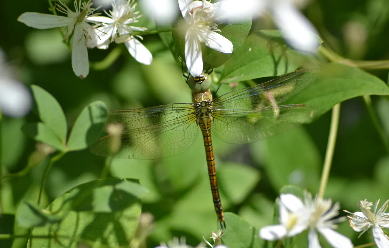 Photo wallpaper animals, summer, insects, nature, dragonfly, flora