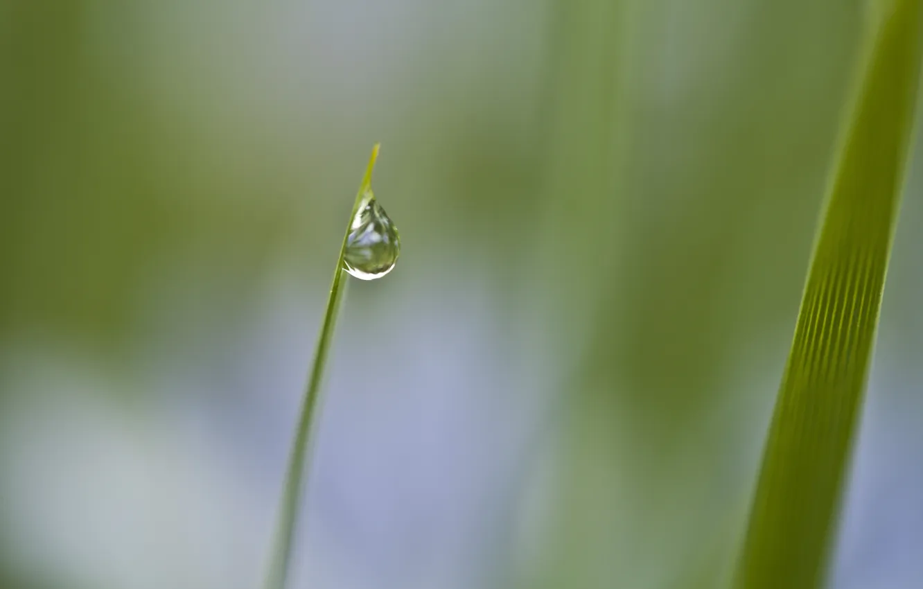 Photo wallpaper greens, grass, drops, macro, nature, Rosa, green, plant