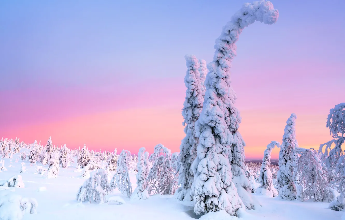 Photo wallpaper winter, frost, forest, snow, trees, nature, morning, ate