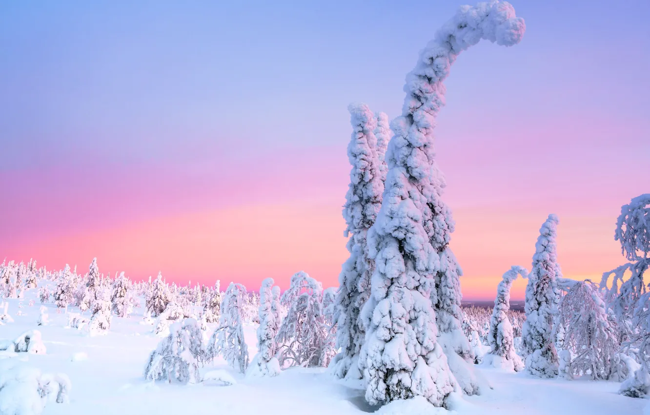 Photo wallpaper winter, frost, forest, snow, trees, nature, winter, morning