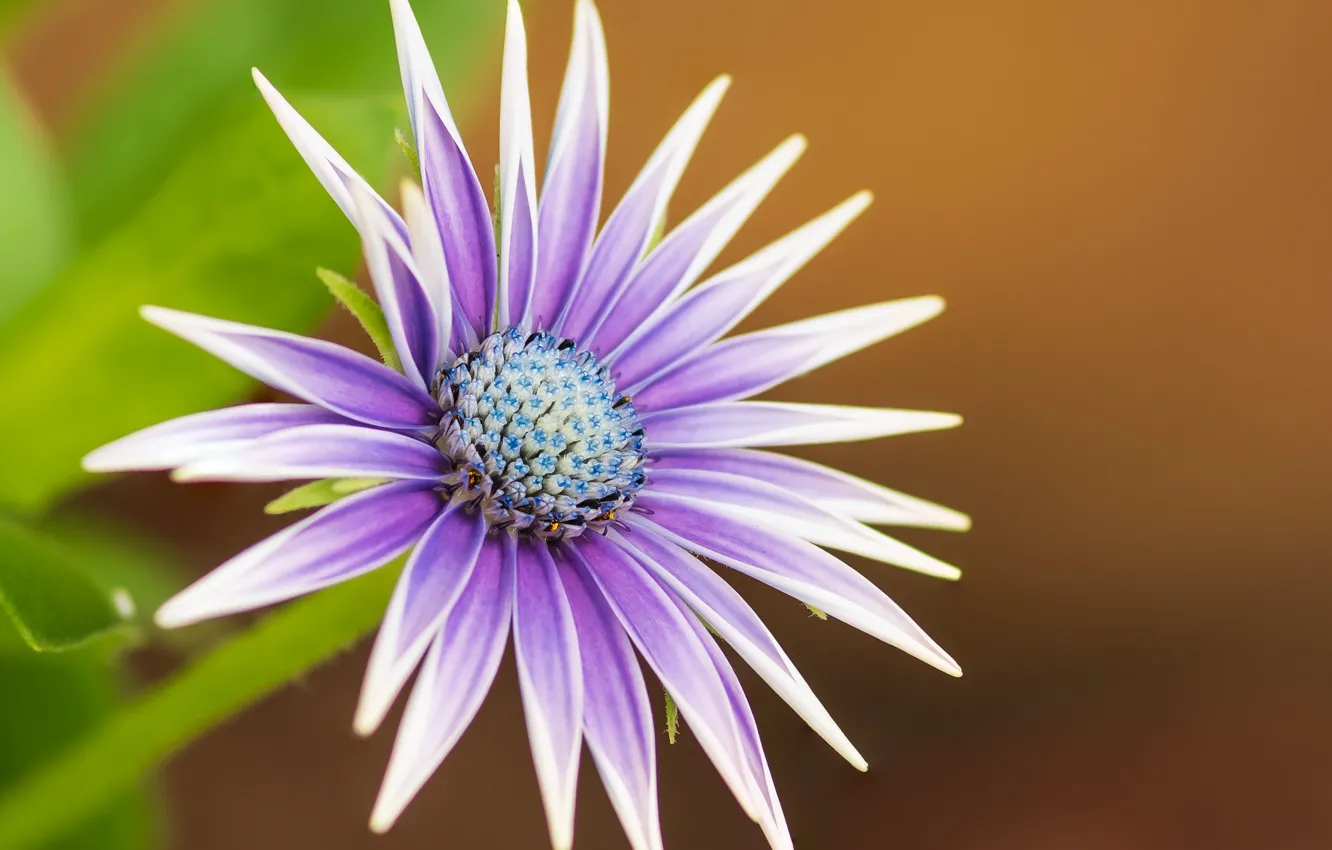 Photo wallpaper flowers, background, Fleur Walton