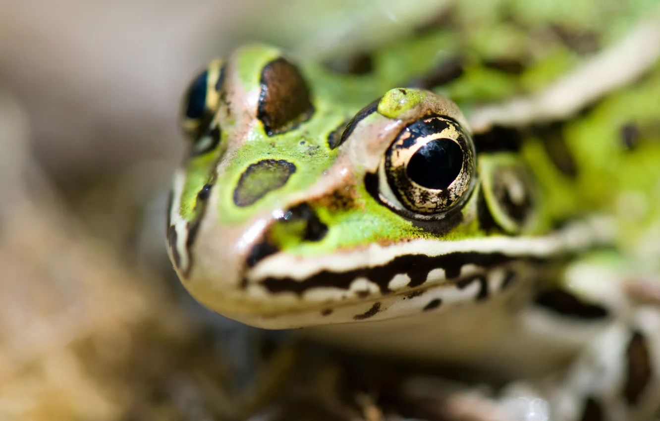 Photo wallpaper frog, head, reptile