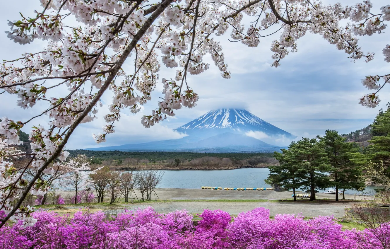 Photo wallpaper flowers, mountain, spring, Japan, Sakura, Fuji