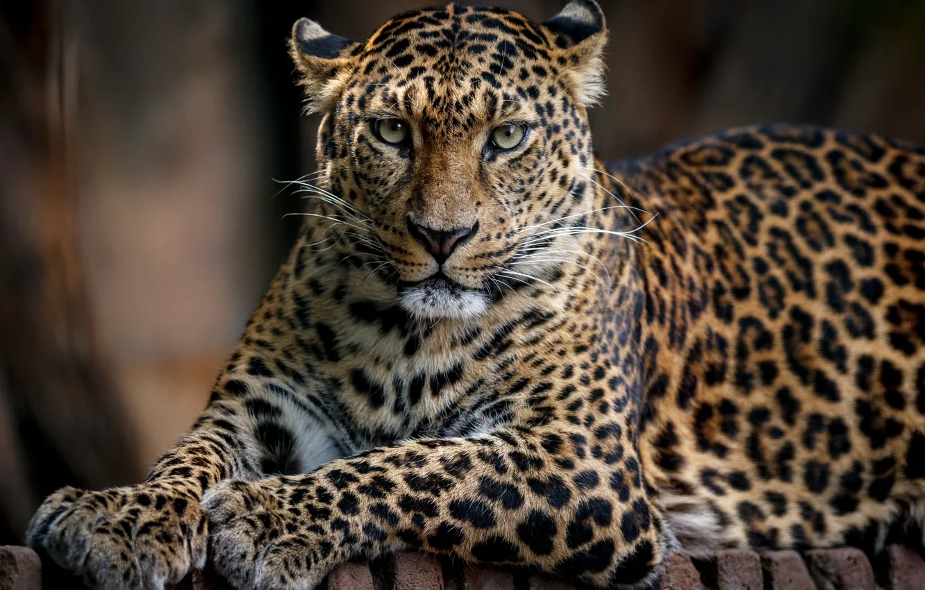 Photo wallpaper cat, leopard, grace