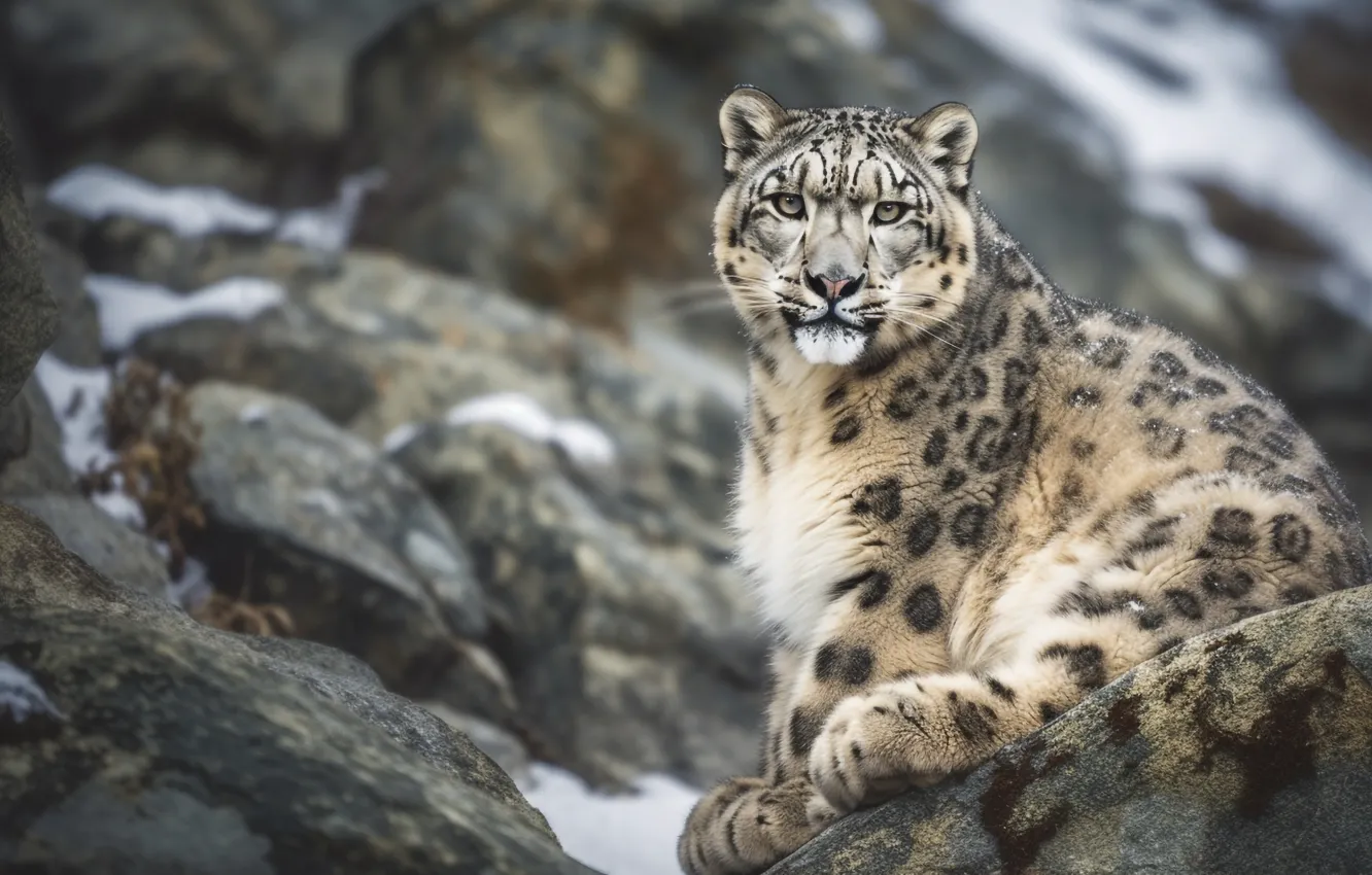 Photo wallpaper winter, look, snow, nature, pose, stones, rocks, portrait