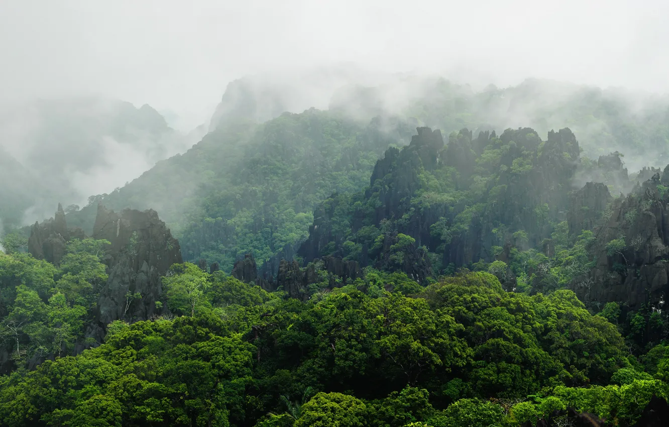 Photo wallpaper forest, mountains, fog, tropics, stones, rocks, vegetation, Laos