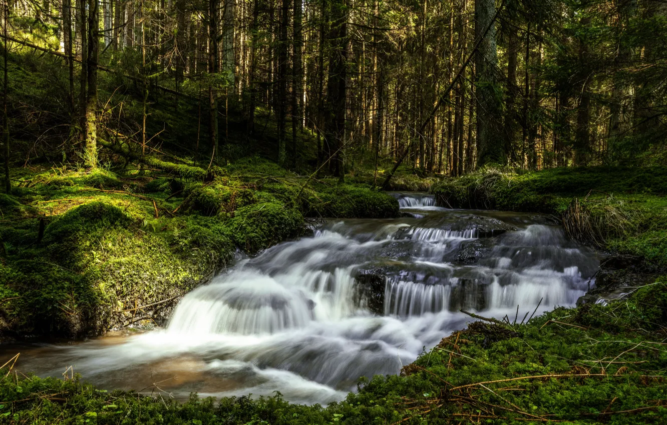 Photo wallpaper forest, trees, shore, waterfall