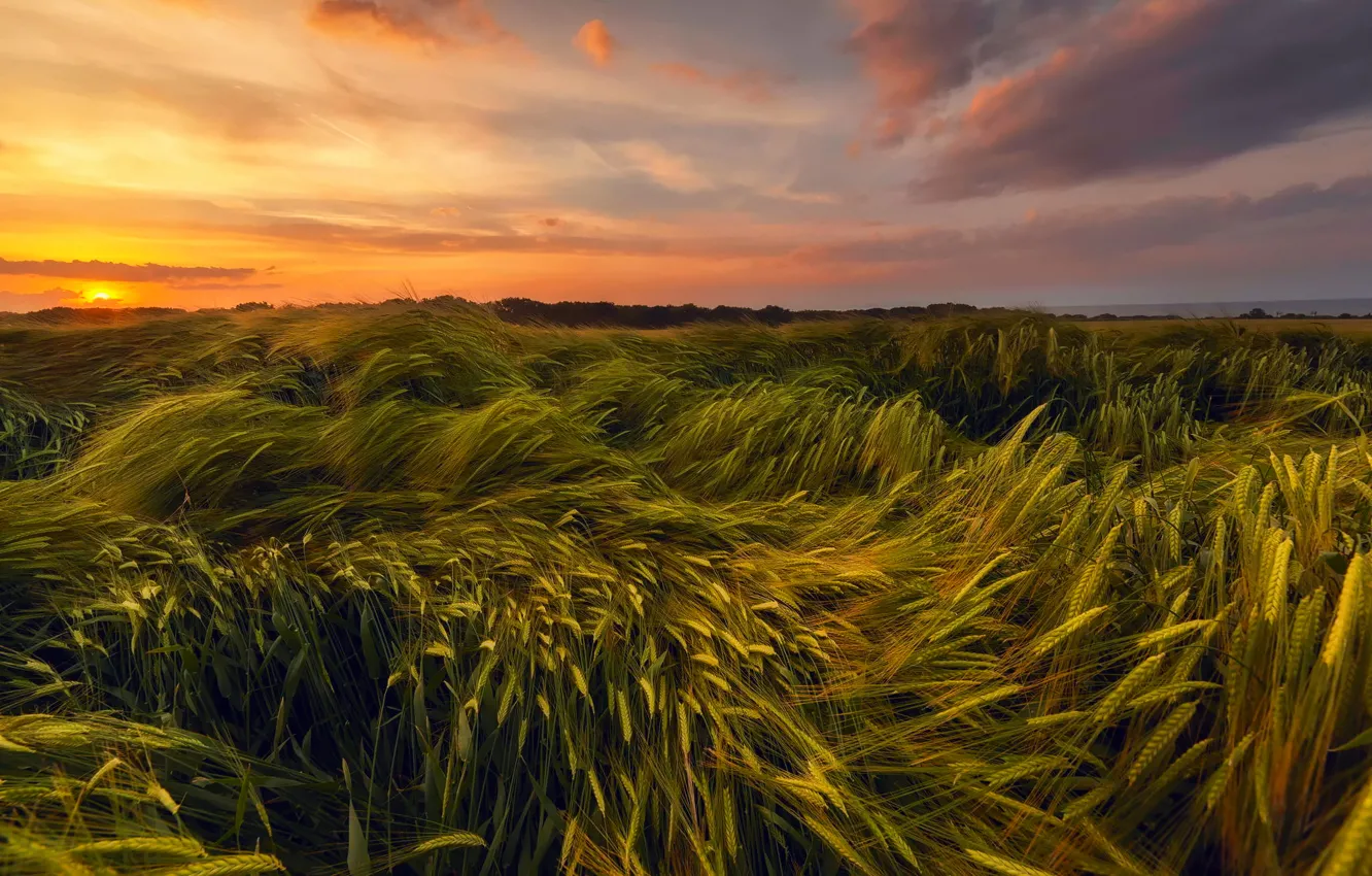 Photo wallpaper wheat, field, summer, the sky, the sun, sunset, the evening, June