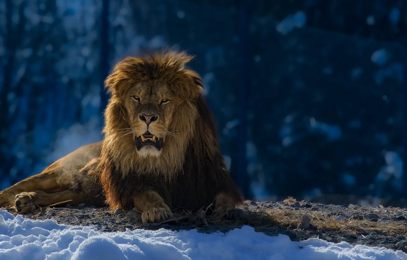 Photo wallpaper winter, look, face, light, snow, rocks, Leo, mouth