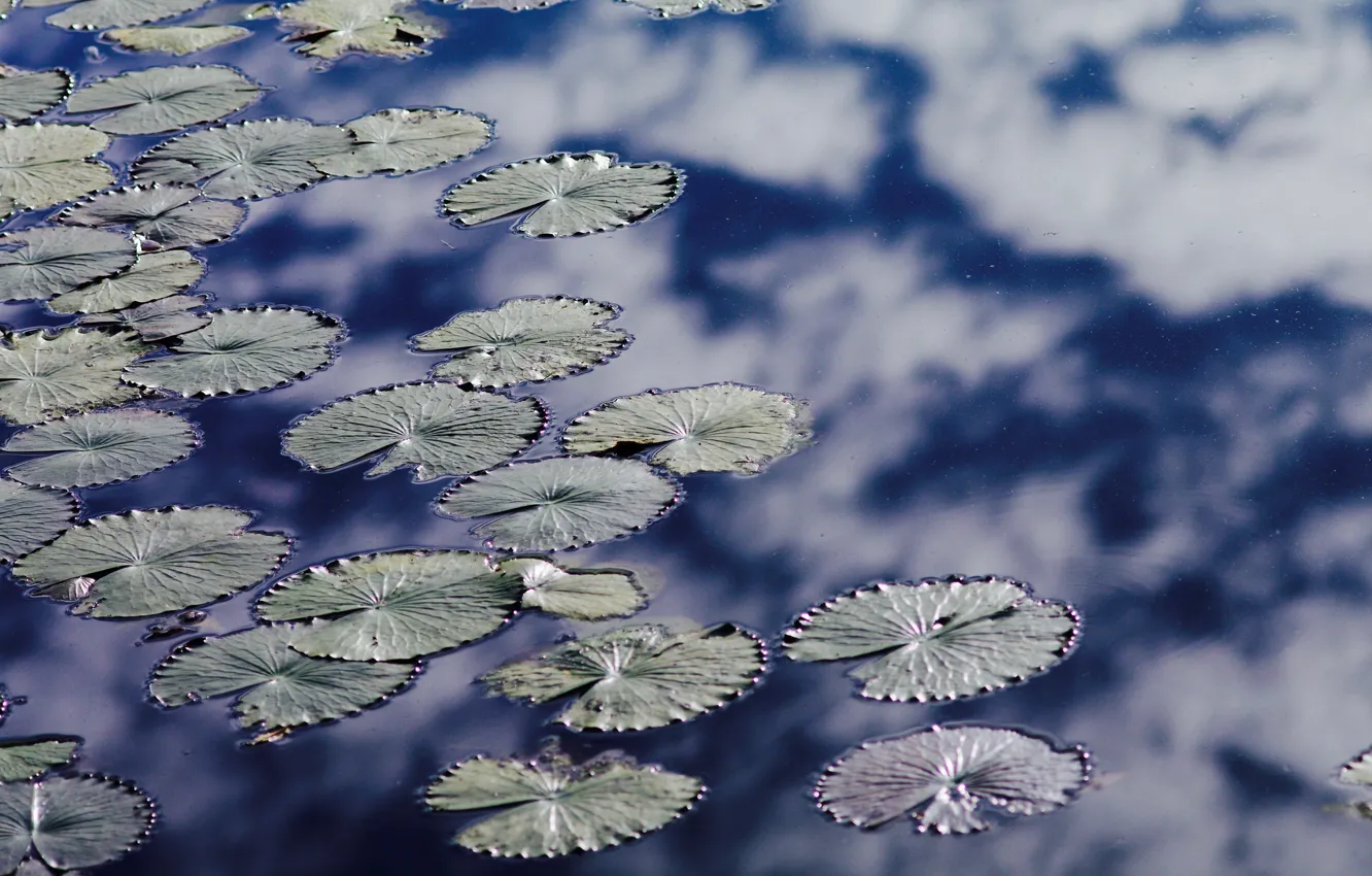 Photo wallpaper leaves, water, lake