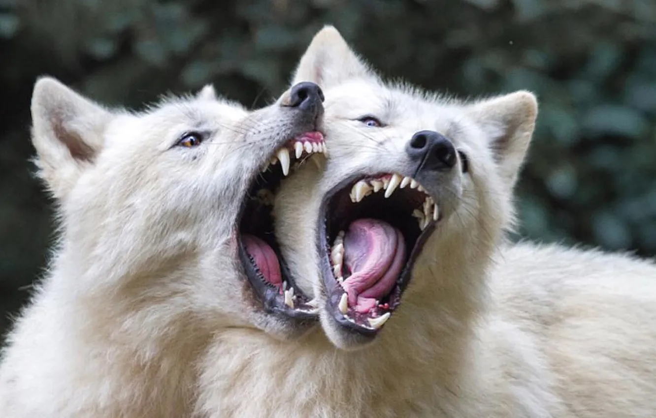 Photo wallpaper nature, snow, predator, face, animal, wolf, wildlife, portrait