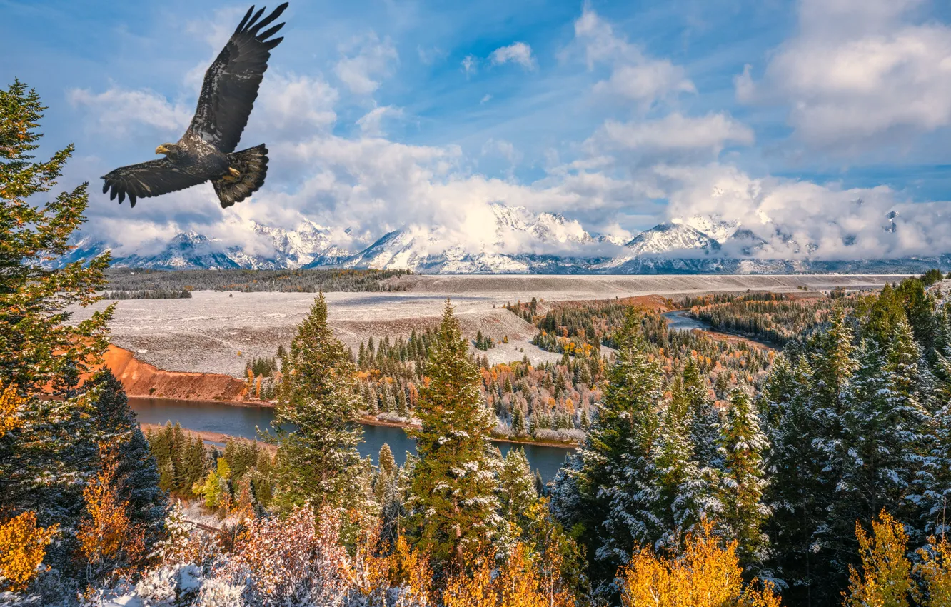 Photo wallpaper forest, the sky, clouds, mountains, eagle