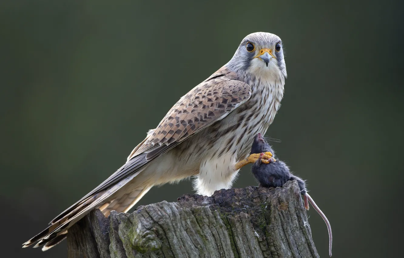Photo wallpaper bird, stump, predator, hunting, mining, Kestrel