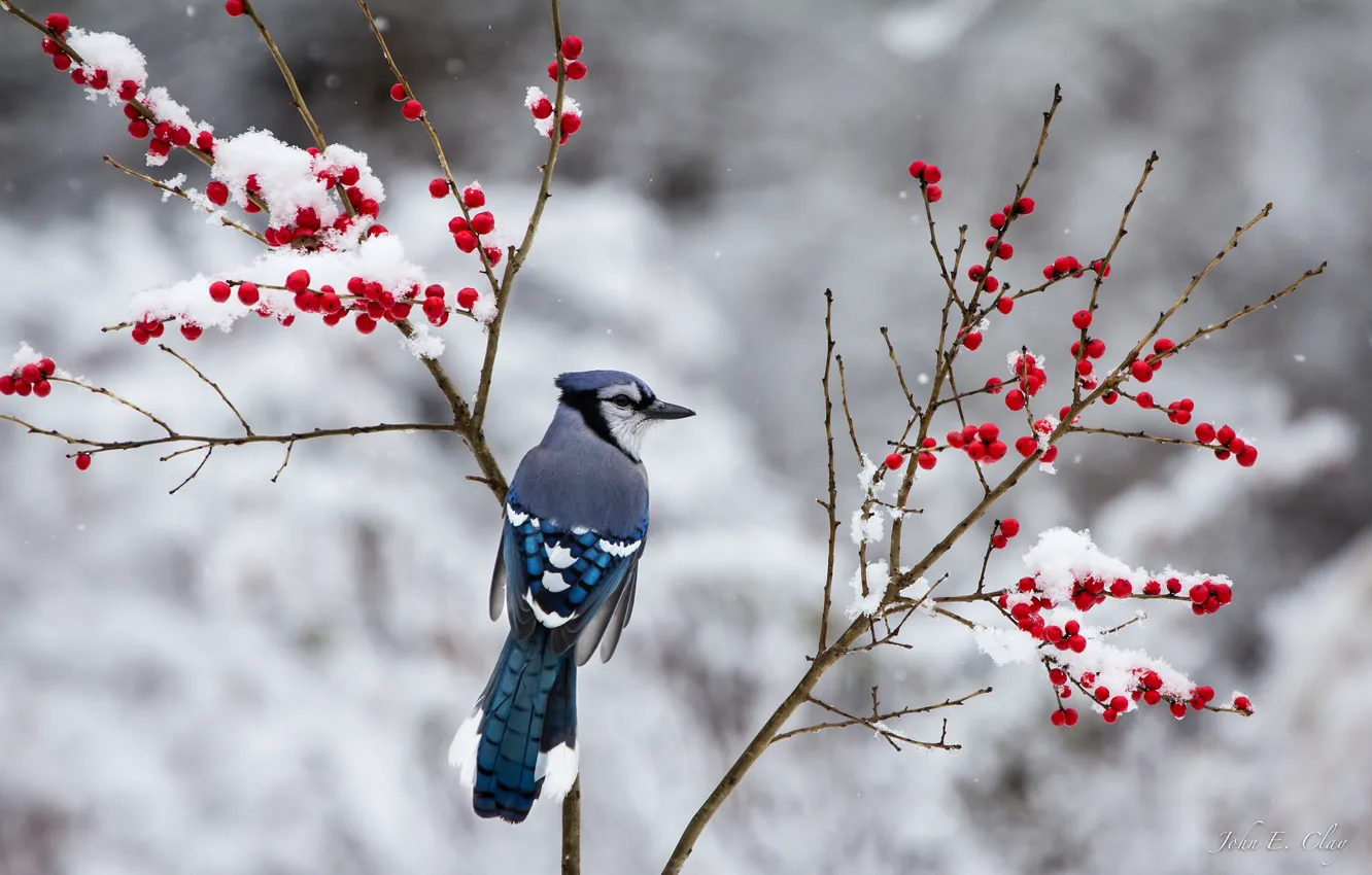 Photo wallpaper winter, snow, branches, berries, bird, Jay