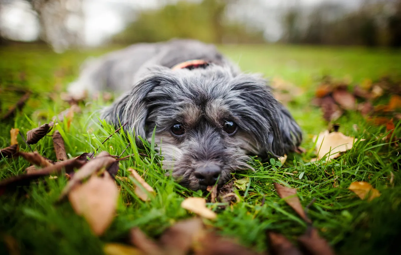 Photo wallpaper look, each, dog