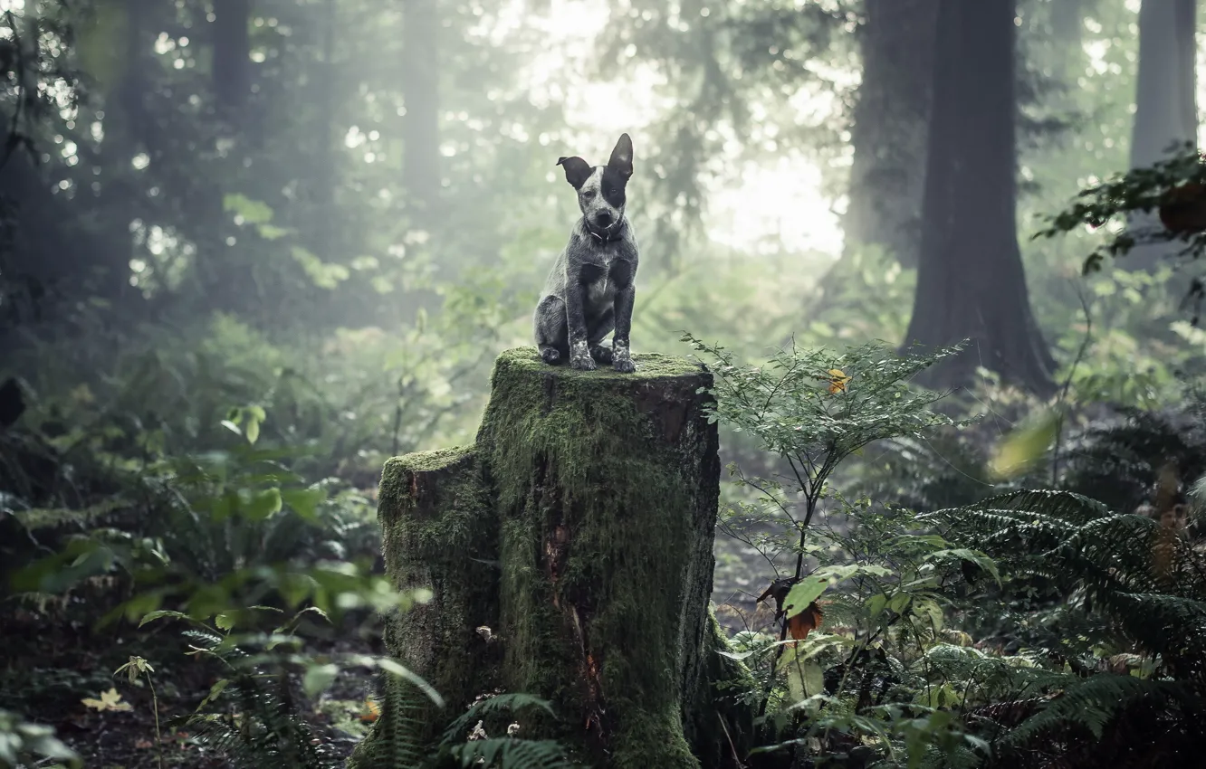 Photo wallpaper forest, look, each, dog