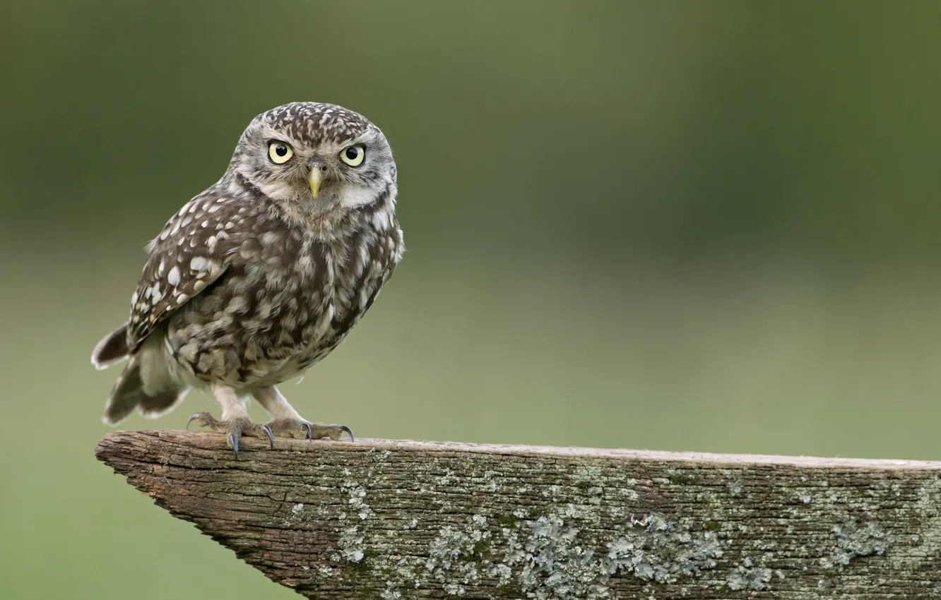 Photo wallpaper nature, owl, bird, focus, wood