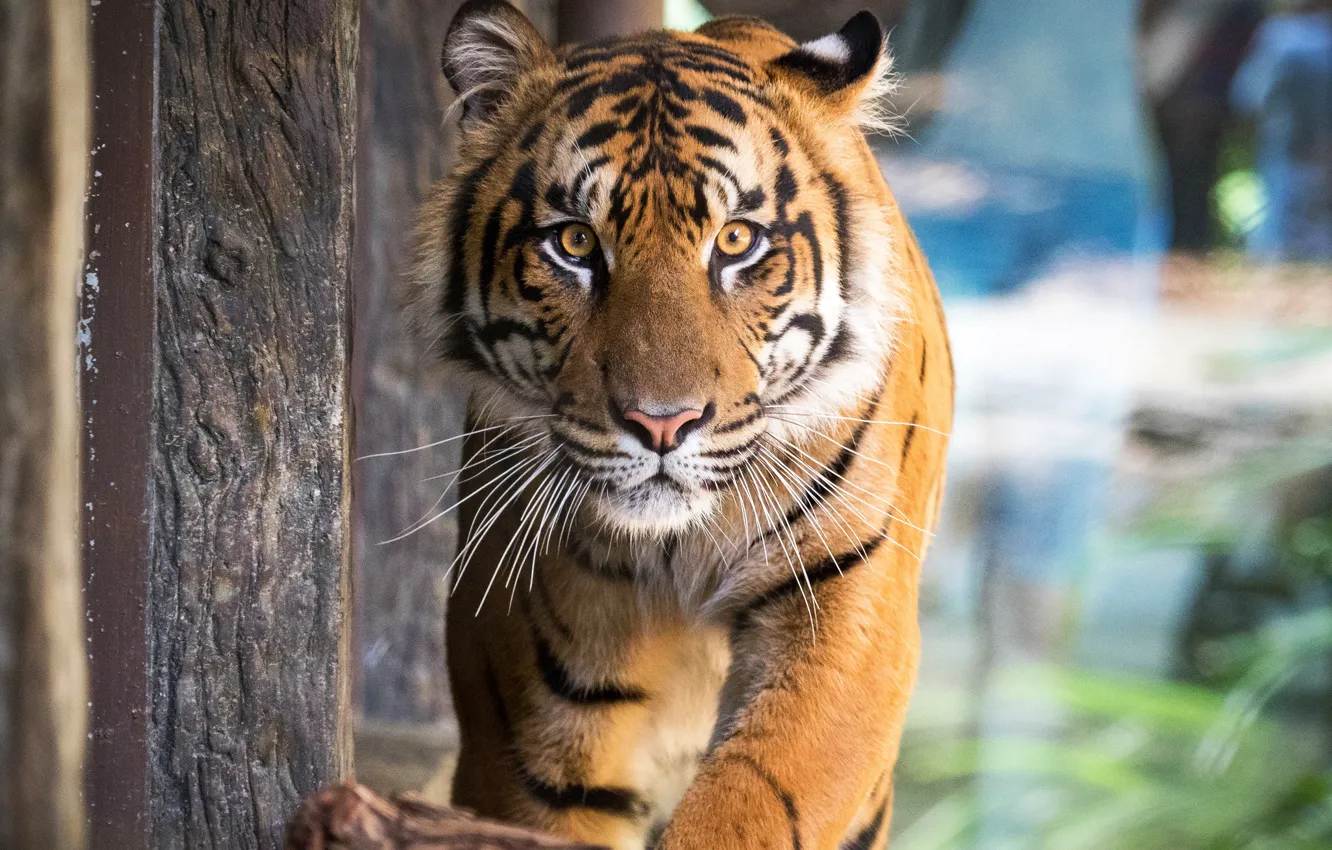 Photo wallpaper look, face, tiger, background, Board, portrait, paws, walk