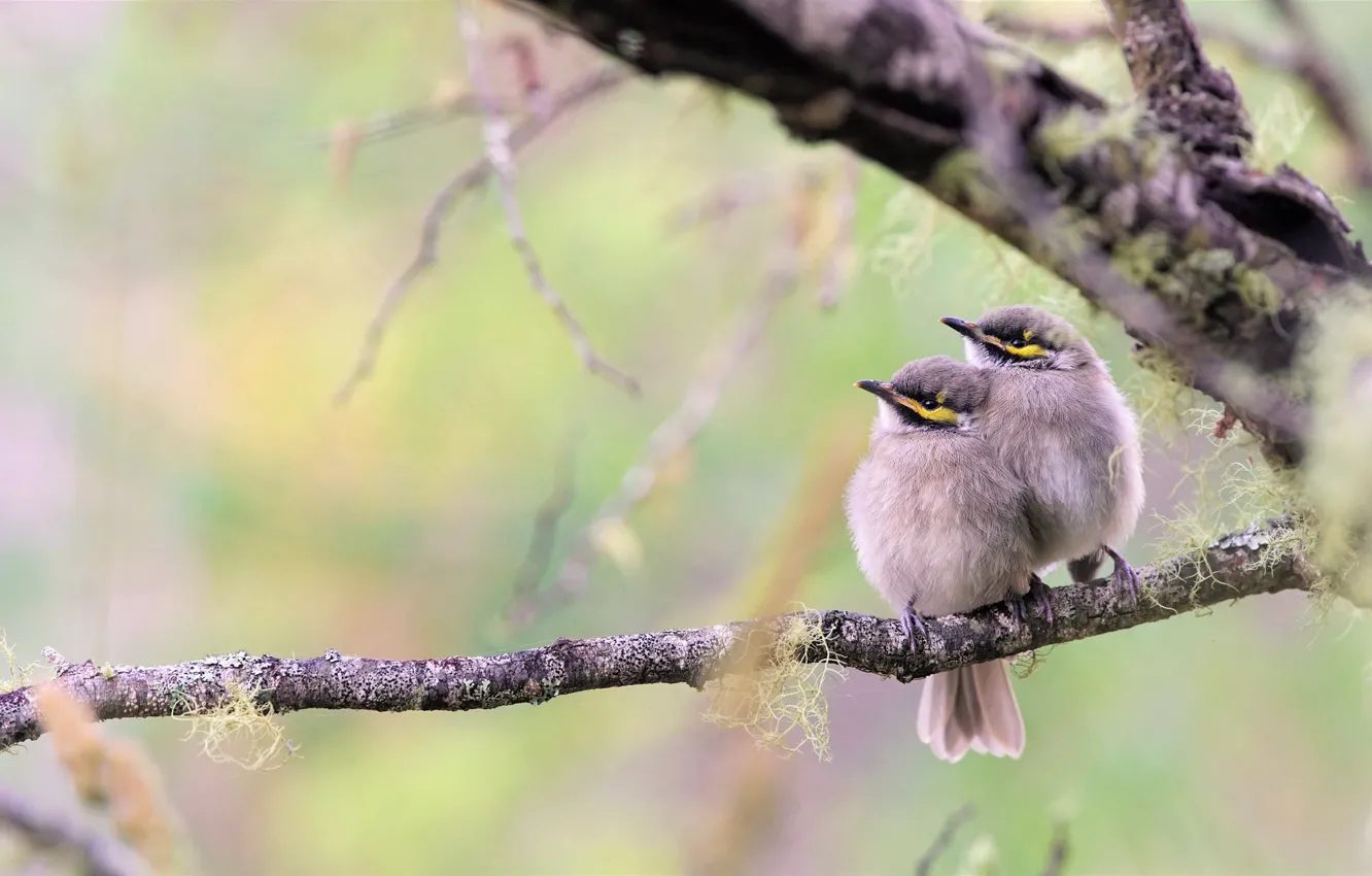 Photo wallpaper birds, branch, a couple, Chicks, bokeh, Yellow-faced honeyeater