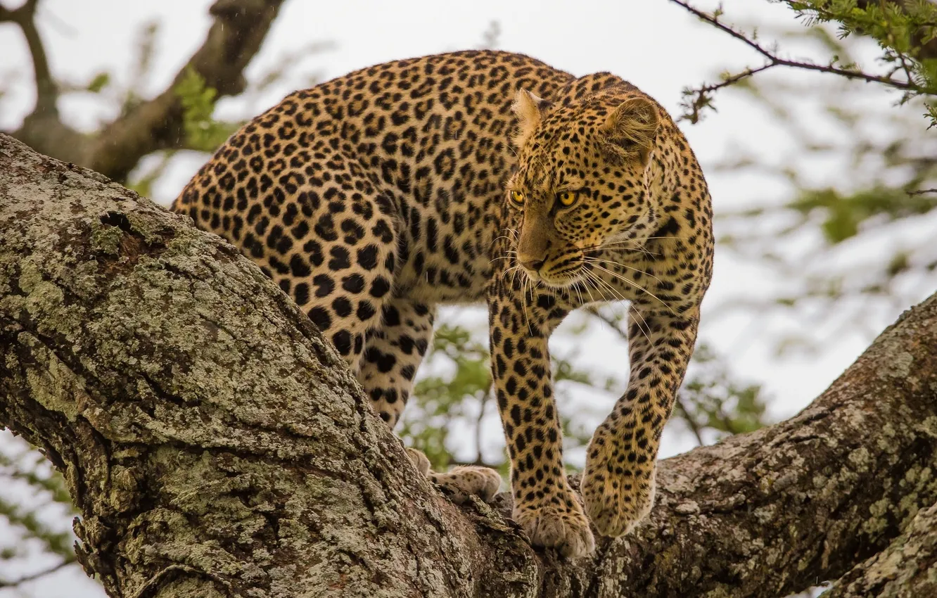 Photo wallpaper predator, ambush, leopard, on the tree