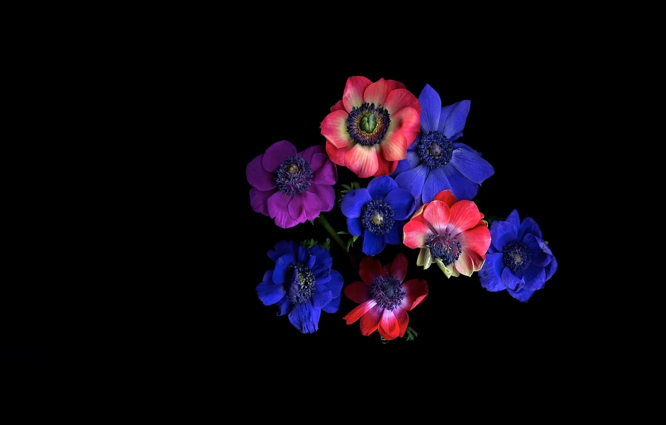 Photo wallpaper light, Wallpaper, color, shadow, bouquet, petals