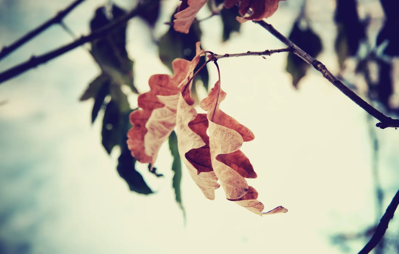 Photo wallpaper autumn, leaves, macro, oak
