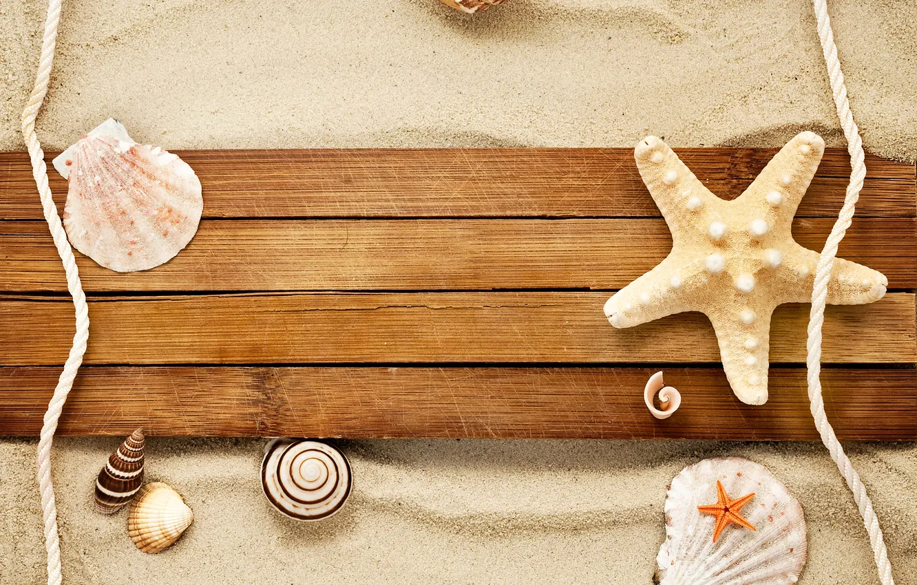 Photo wallpaper sand, snail, shell, starfish