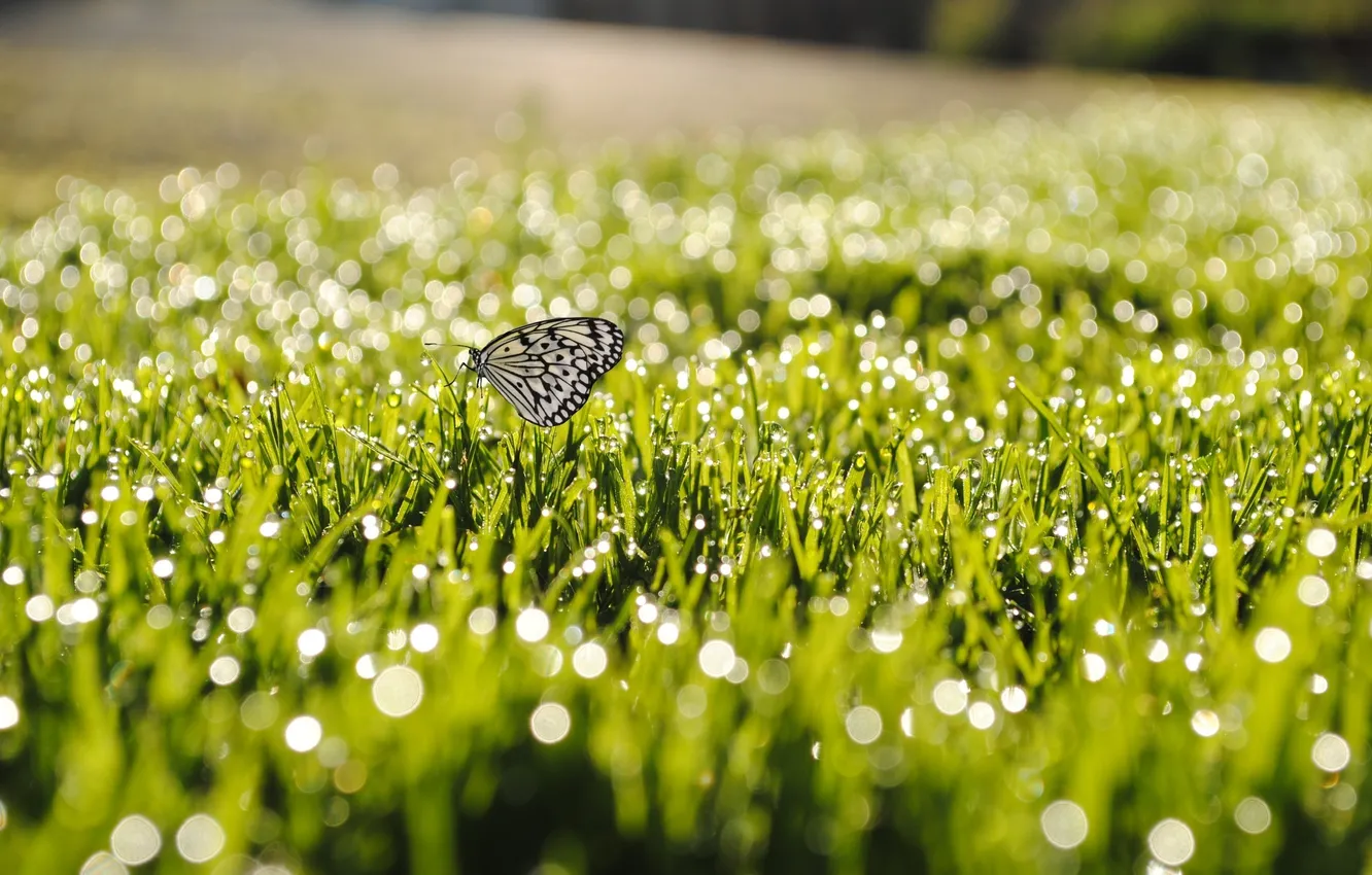 Photo wallpaper GRASS, BUTTERFLY, FIELD, INSECT, GREEN