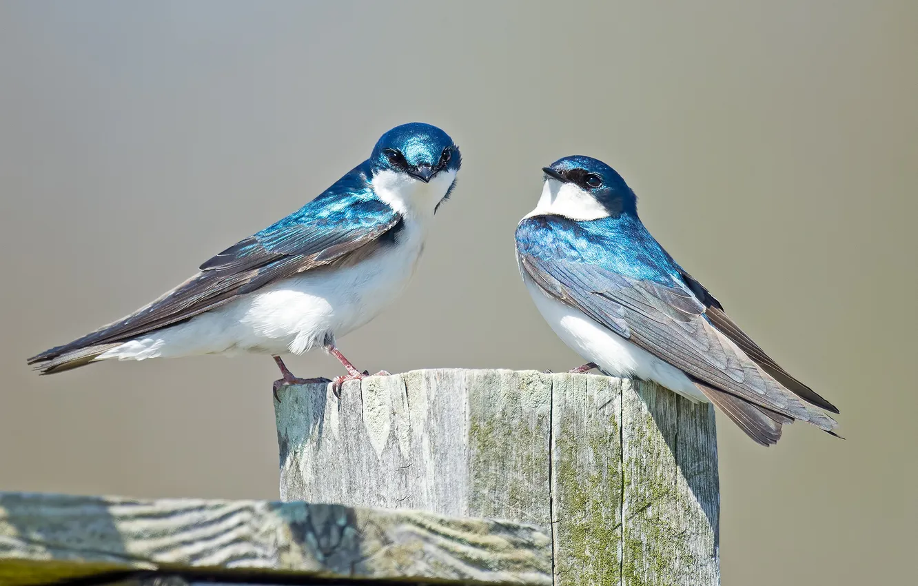 Photo wallpaper bird, posts, color, feathers, tide, pair