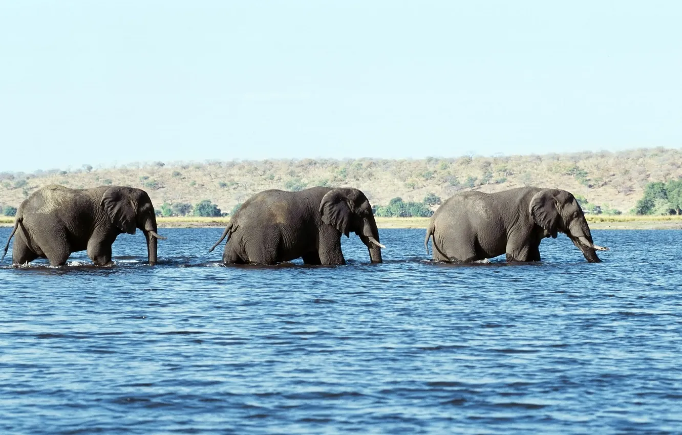 Photo wallpaper water, three, tusks, elephant, trunks