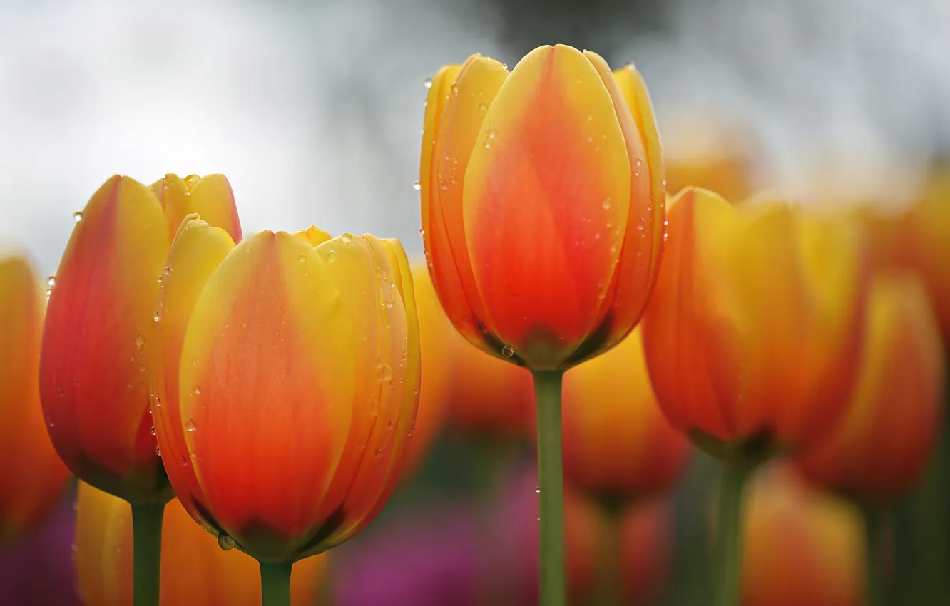 Photo wallpaper drops, macro, Rosa, petals, stem, tulips