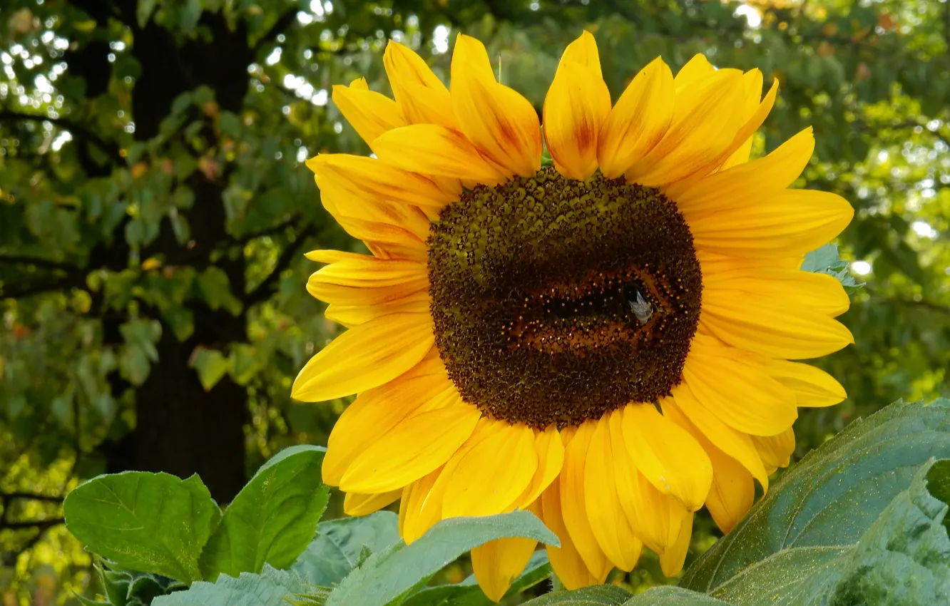 Photo wallpaper leaves, trees, sunflowers, flowers, widescreen, Wallpaper, wallpaper, widescreen