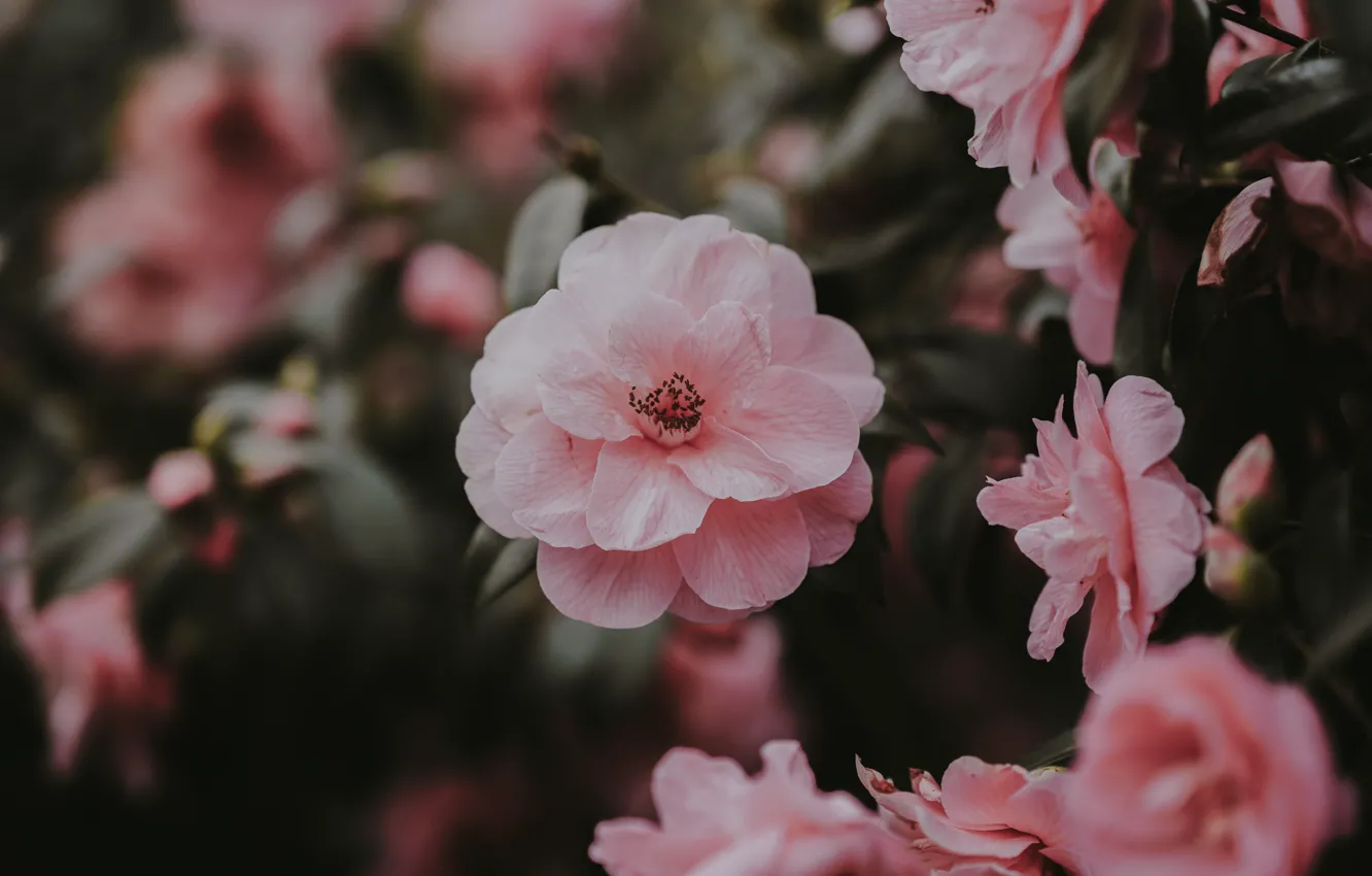 Photo wallpaper pink, flowers, bloom