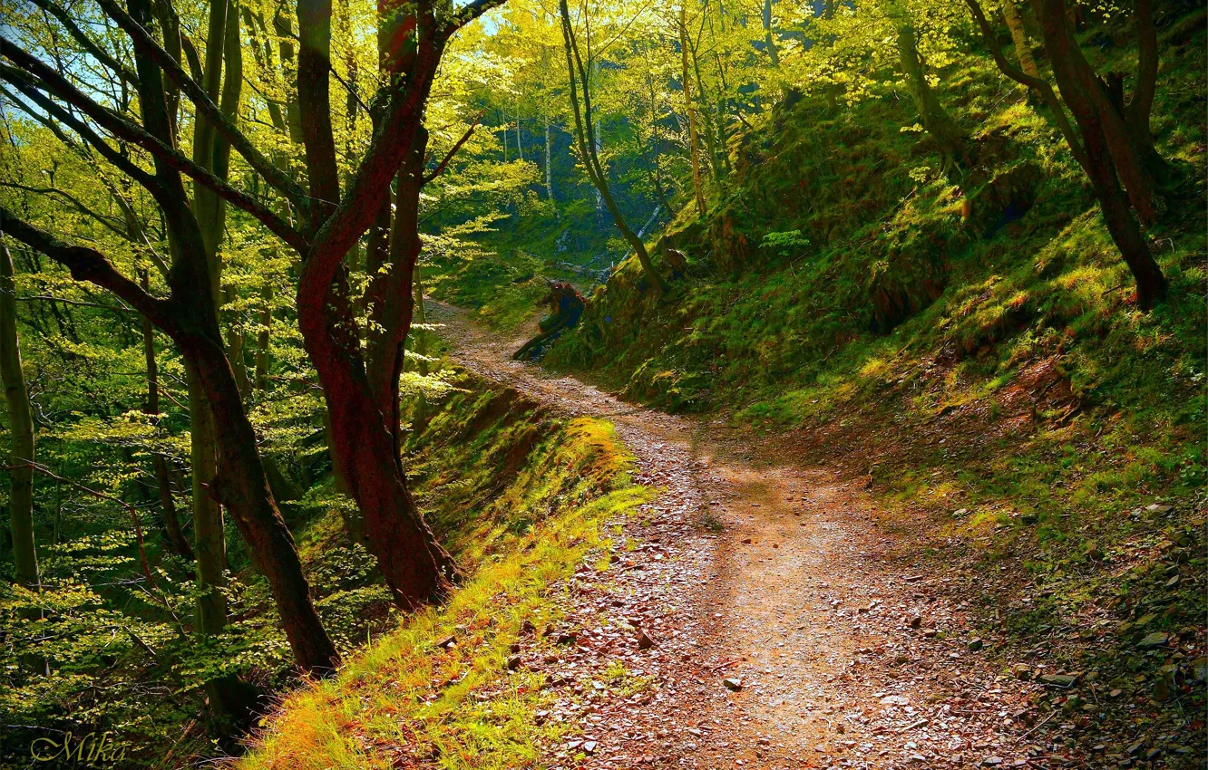 Photo wallpaper Trees, Forest, Trail, Forest, Trees, Path