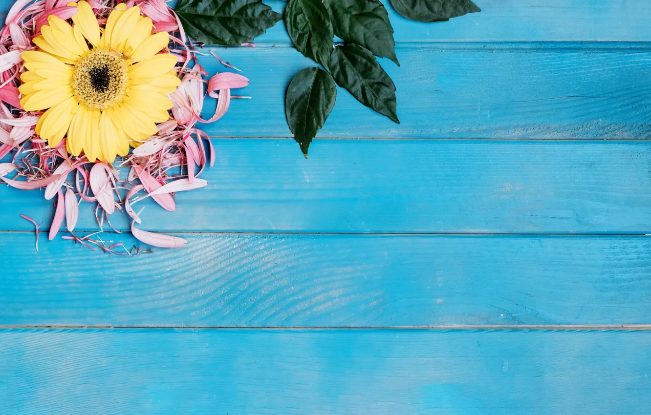 Photo wallpaper leaves, petals, gerbera, blue background