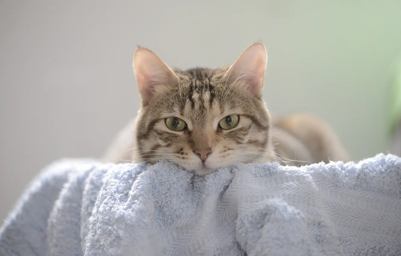 Photo wallpaper cat, cat, look, towel, muzzle