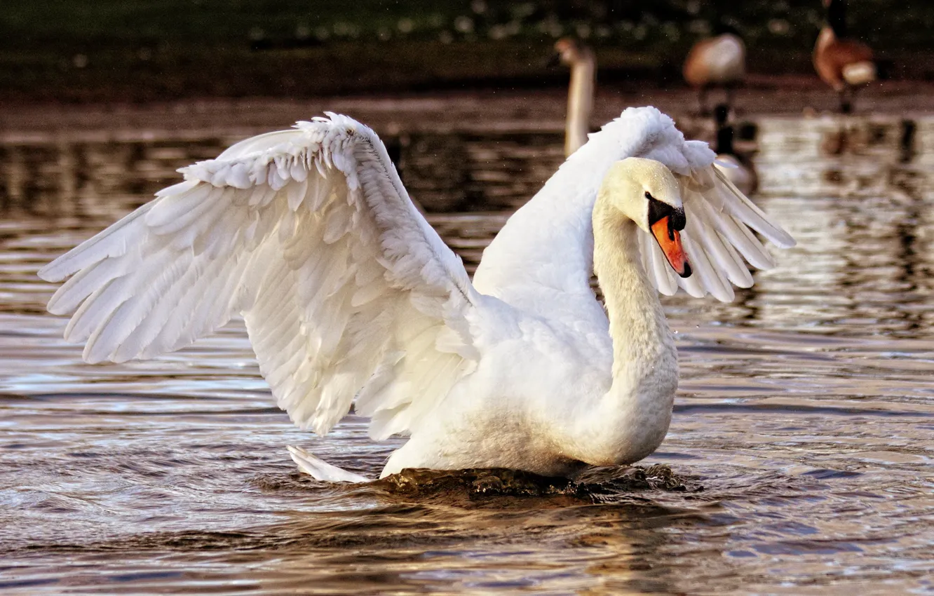 Photo wallpaper bird, swans, pond, flap