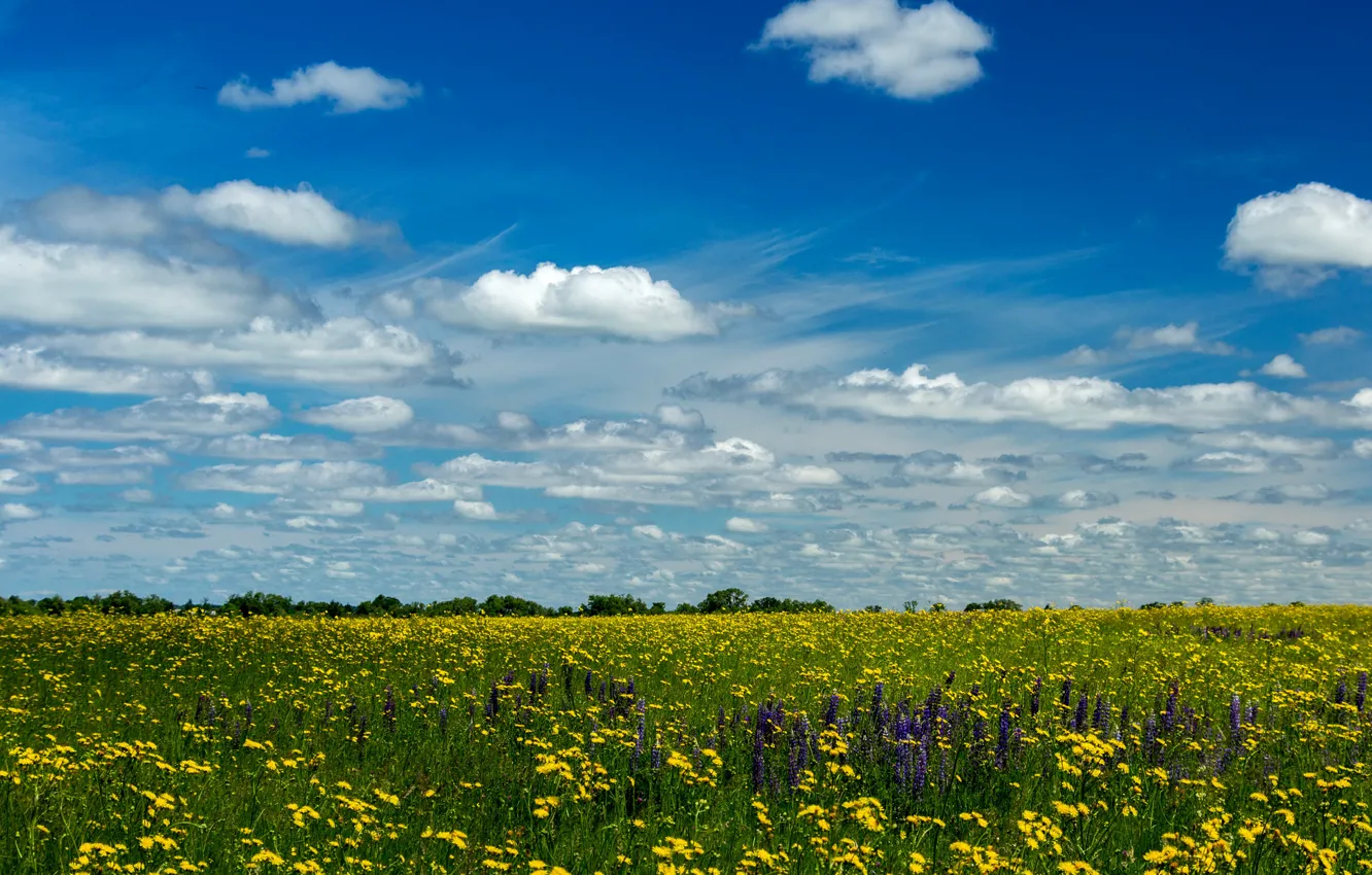 Photo wallpaper field, summer, the sky, the sun, clouds, yellow, dandelions