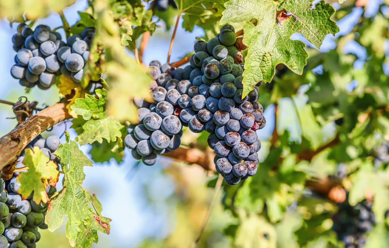 Photo wallpaper leaves, nature, grapes, vineyard, bunches of grapes