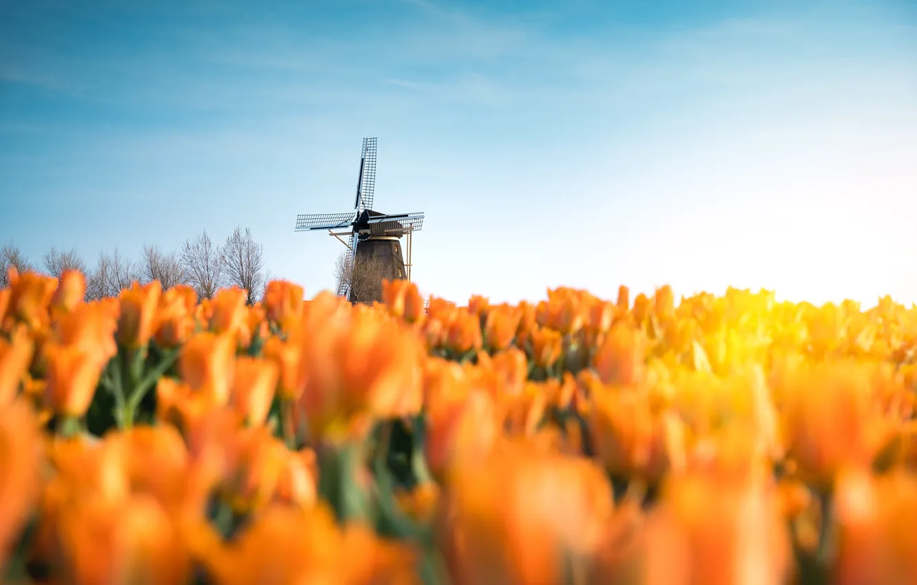 Photo wallpaper field, the sky, flowers, orange, yellow, view, spring, mill