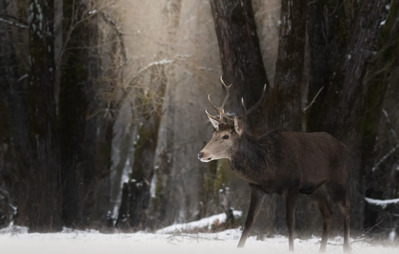 Photo wallpaper winter, forest, snow, trees, branches, deer