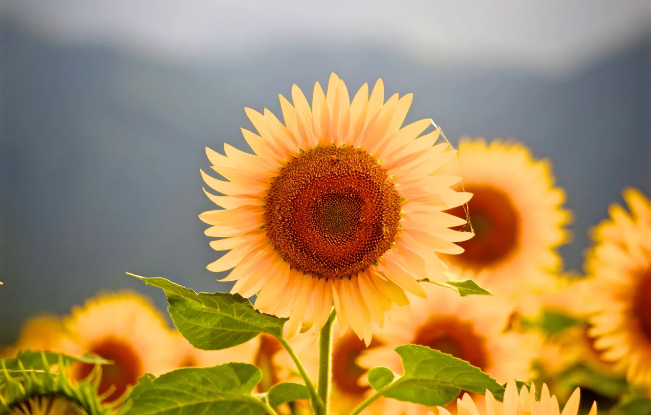 Photo wallpaper field, summer, sunflowers