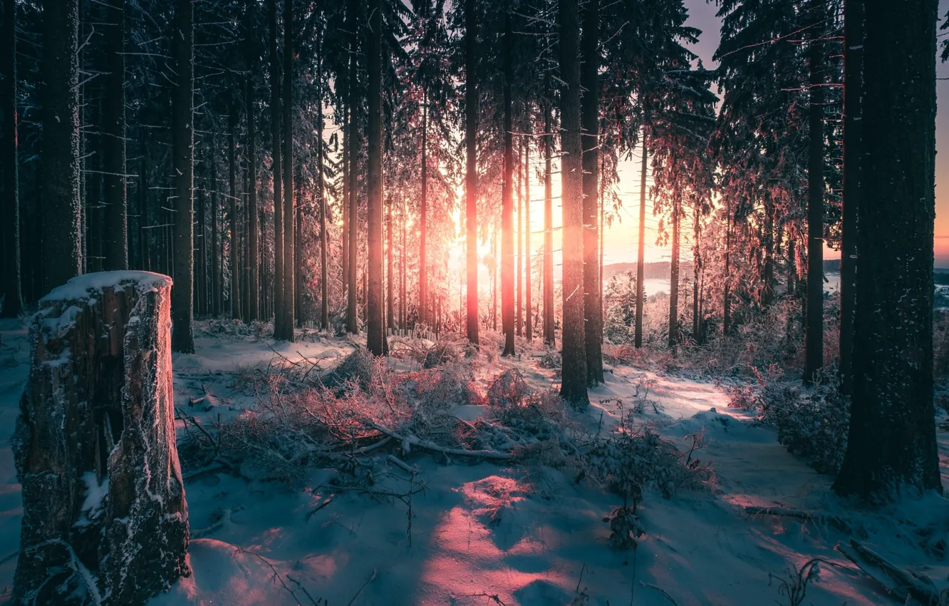 Photo wallpaper winter, forest, light, trees, nature
