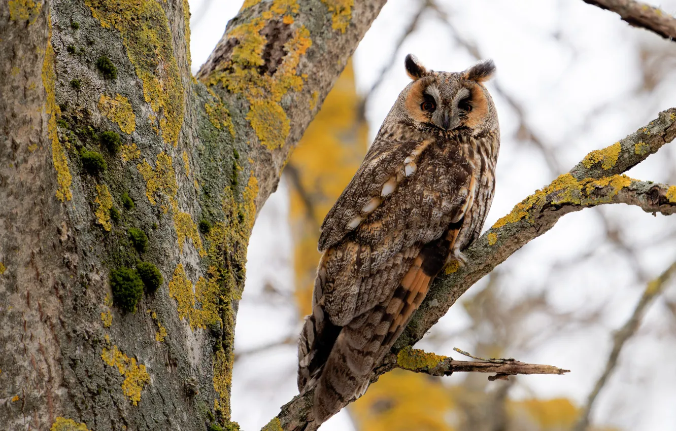Photo wallpaper trees, branches, look, owl, owl, bird