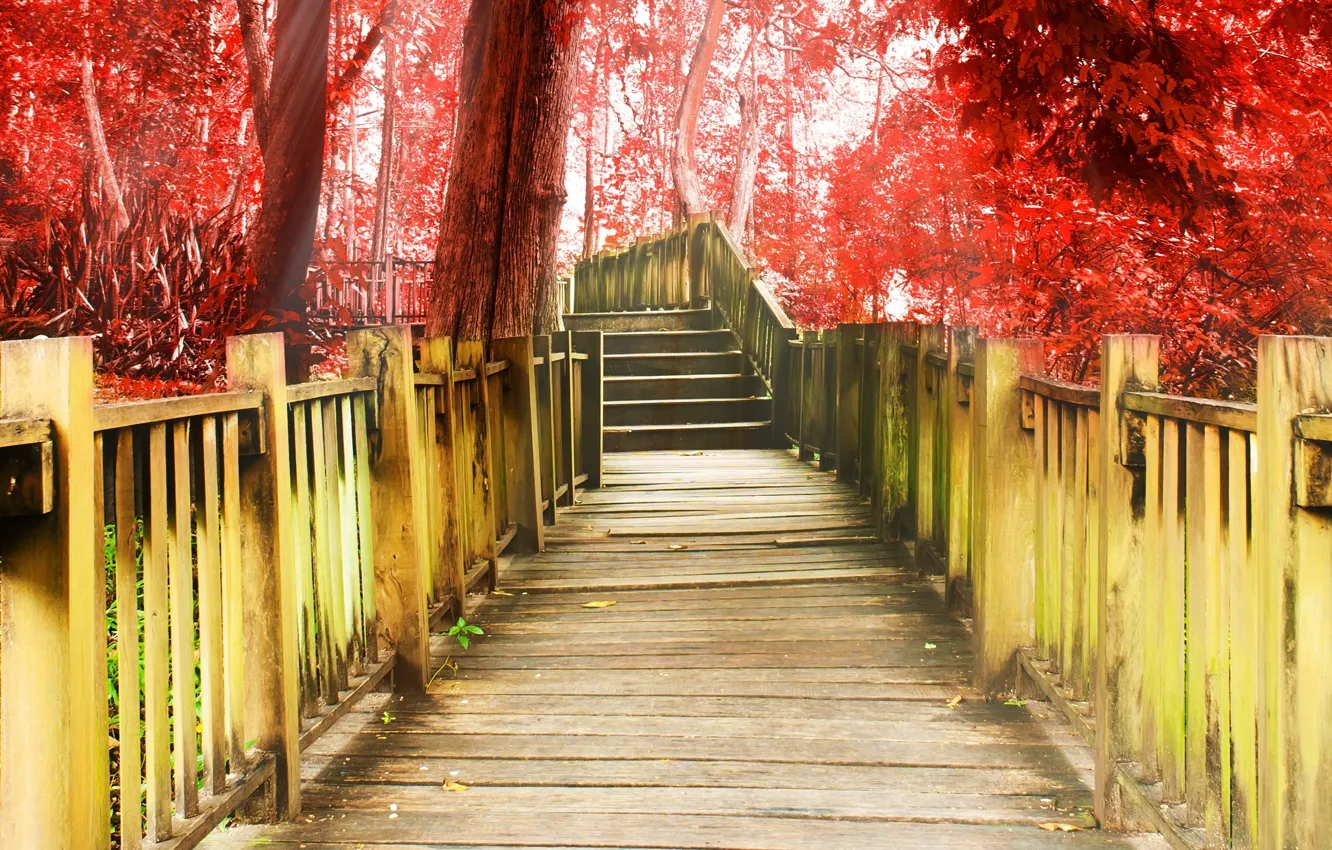 Photo wallpaper trees, red, background, tree, widescreen, Wallpaper, ladder, track