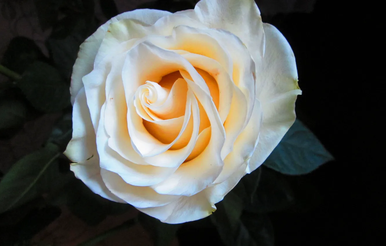Photo wallpaper white, macro, roses, raspustila