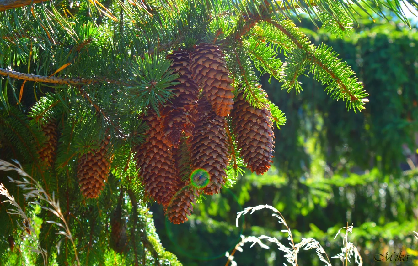 Photo wallpaper branch, bumps, Tees